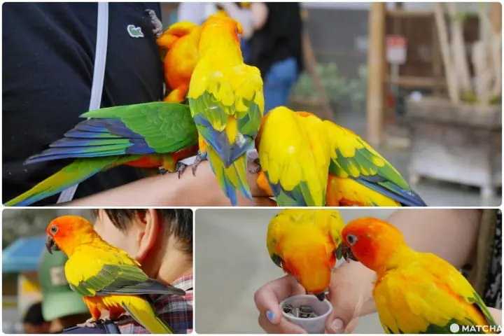 挂川花鸟园鹦鹉