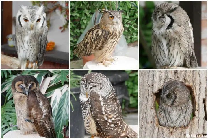 挂川花鸟园猫头鹰