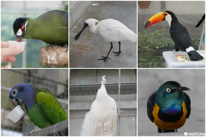 挂川花鸟园赏鸟