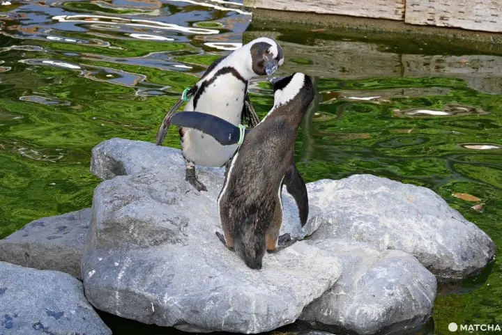 挂川花鸟园企鹅