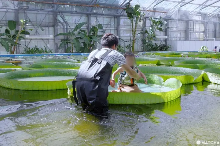 挂川花鸟园大王莲花