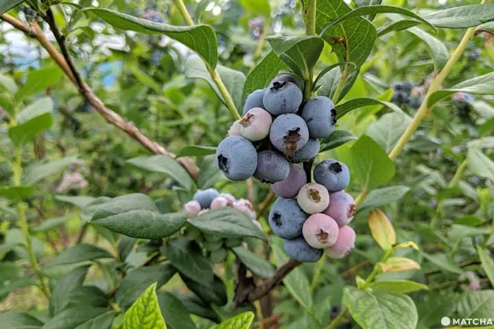 เที่ยวมินาคามิ 3 วัน 2 คืน เก็บผลไม้สดๆ ทำเครื่องประดับเก๋ๆ ปิดท้ายด้วยล่องเรือไปตามสายน้ำใส (Minakami, Gunma)