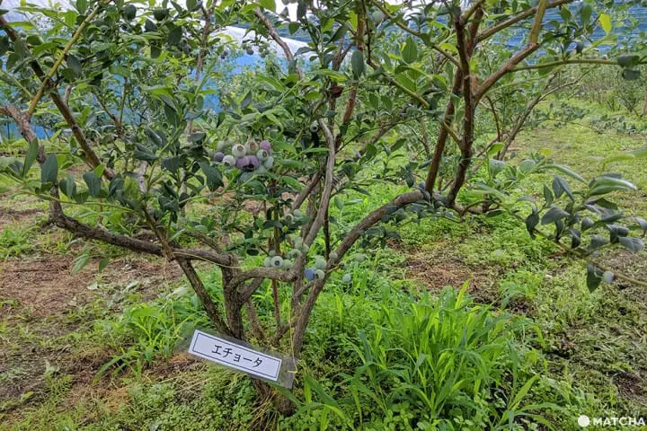 เที่ยวมินาคามิ 3 วัน 2 คืน เก็บผลไม้สดๆ ทำเครื่องประดับเก๋ๆ ปิดท้ายด้วยล่องเรือไปตามสายน้ำใส (Minakami, Gunma)