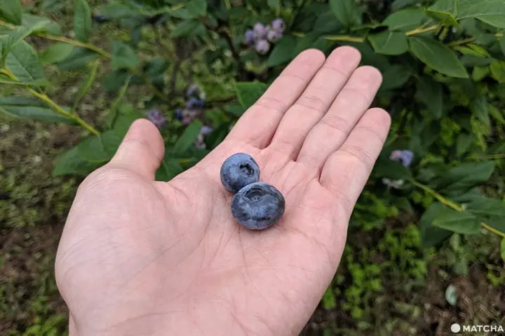 เที่ยวมินาคามิ 3 วัน 2 คืน เก็บผลไม้สดๆ ทำเครื่องประดับเก๋ๆ ปิดท้ายด้วยล่องเรือไปตามสายน้ำใส (Minakami, Gunma)