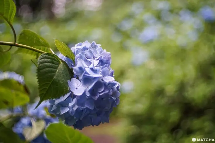 เที่ยวมินาคามิ 3 วัน 2 คืน เก็บผลไม้สดๆ ทำเครื่องประดับเก๋ๆ ปิดท้ายด้วยล่องเรือไปตามสายน้ำใส (Minakami, Gunma)