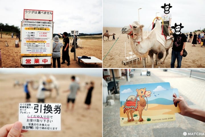 駱駝拍照注意
