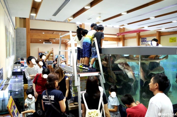 螃蟹展示館