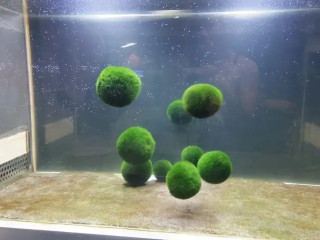 5 Kinds Of Hokkaido Souvenirs From Chitose Airport That Aren't Edible