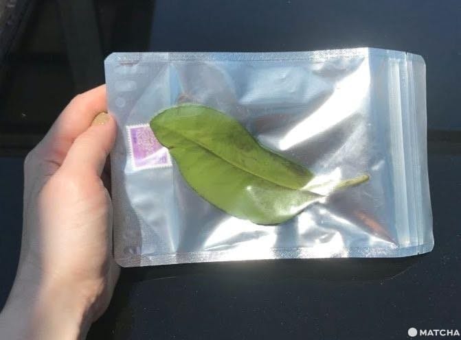홋카이도에서 운해를 바라보자! '호시노 리조트 토마무'에서 보내는 즐거운 하루