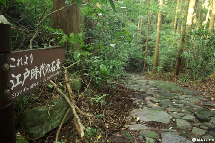 【箱根】讓江戶時代旅人嚇得皮皮挫的石板路「箱根舊街道」