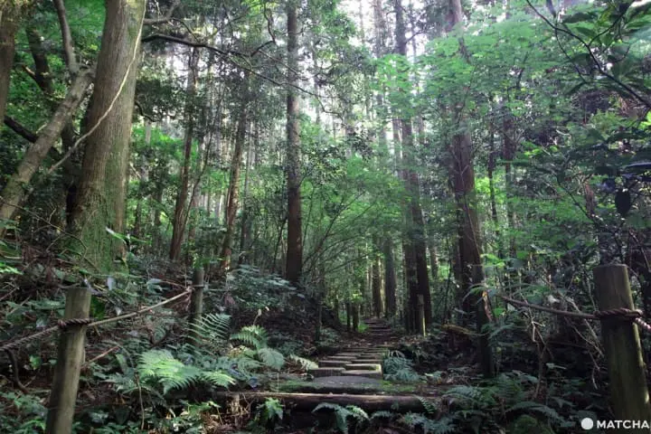 【神奈川縣】箱根舊街道-須雲川自然探勝步道
