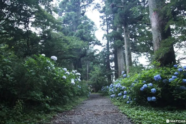 【神奈川縣】箱根舊街道-杉並木