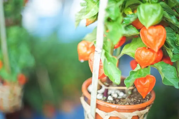Japan's Seasons In Photos 4: July - Say Hello To Summer