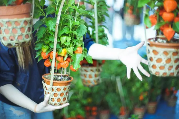 Japan's Seasons In Photos 4: July - Say Hello To Summer