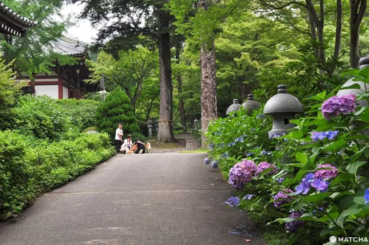 【大阪】大阪近郊的紫陽花世外桃源-久安寺