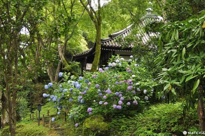 【大阪】大阪近郊的紫陽花世外桃源-久安寺