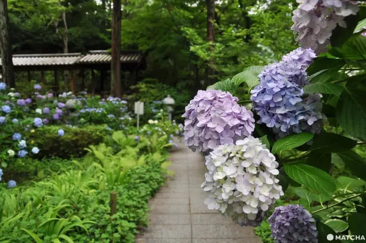 【大阪】大阪近郊的紫陽花世外桃源-久安寺
