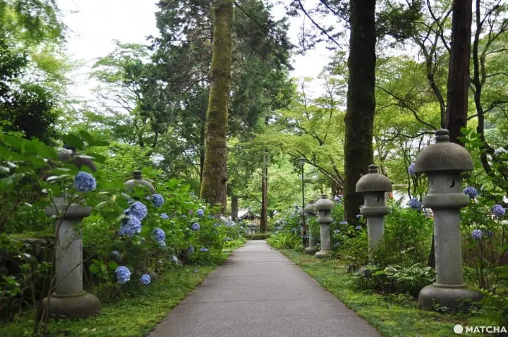 【大阪】大阪近郊的紫陽花世外桃源-久安寺