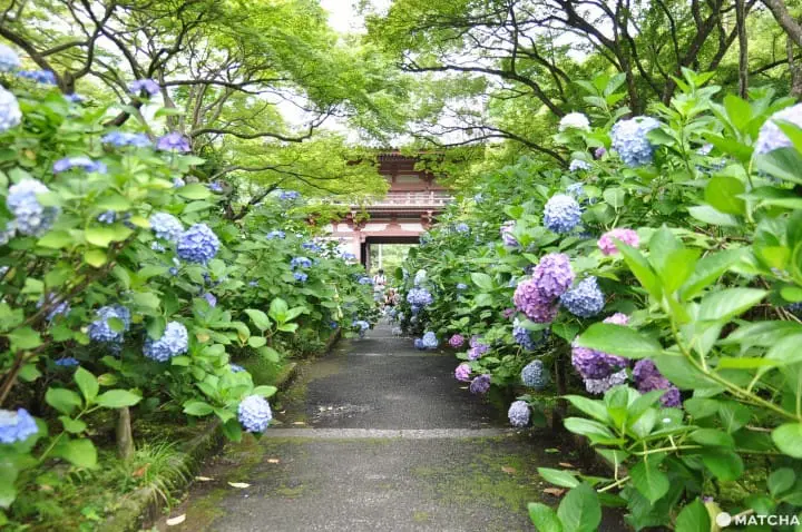 【大阪】大阪近郊的紫陽花世外桃源-久安寺