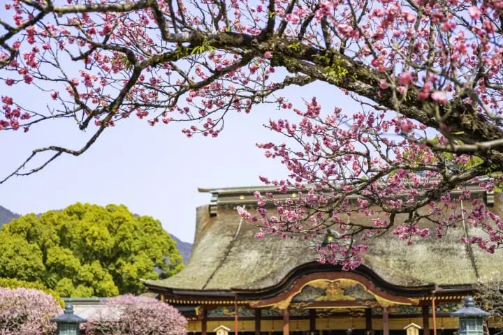 太宰府天滿宮_梅花