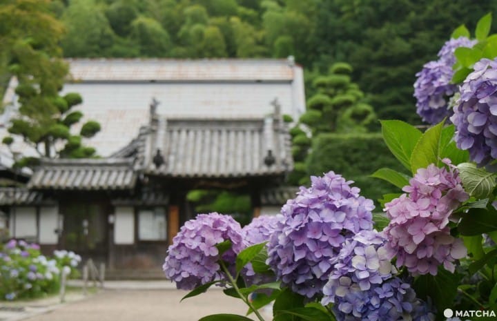 久安寺_繡球花