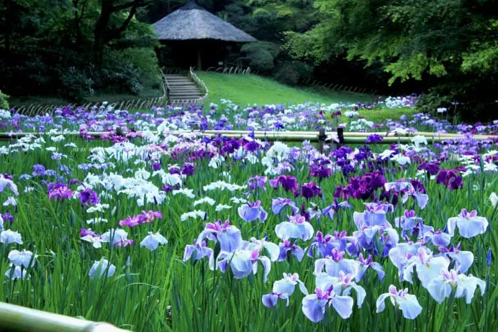 明治神宮御苑　菖蒲