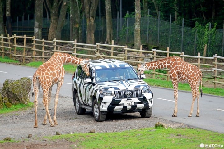 Fuji Safari Park Encounter Animals Up Close At Mt Fuji S Base Matcha Japan Travel Web Magazine