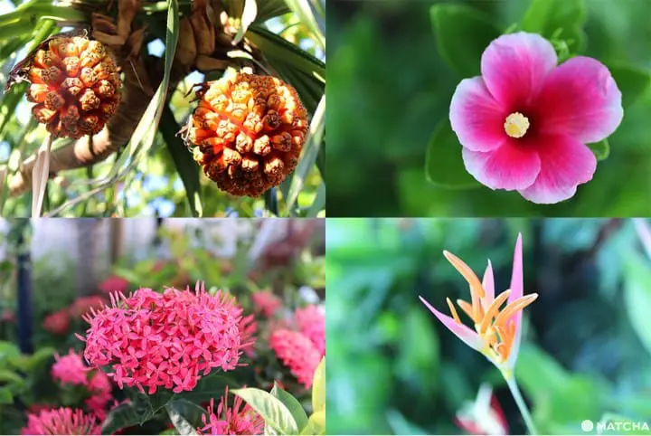 Fusaki Beach Resort - Feel Invigorated By The Crystalline Ocean And Sky On Okinawa's Ishigaki Island!