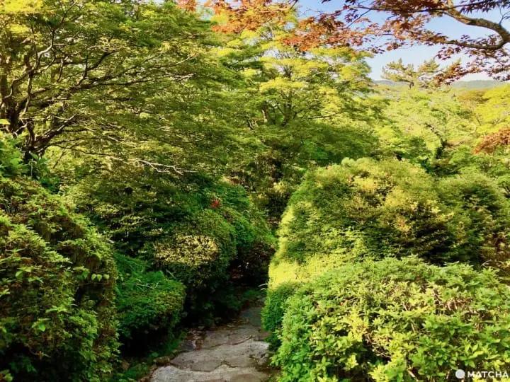 ［神奈川縣］來箱根山中的溫泉酒吧旅館住一晚吧！