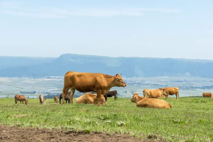 熊本美食_赤牛丼_いまきん食堂