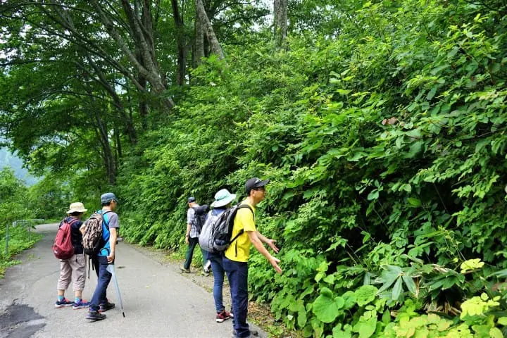 A Two-Day Trip To Minakami - Mt. Tanigawa Hiking And Hot Spring Ryokan Stay
