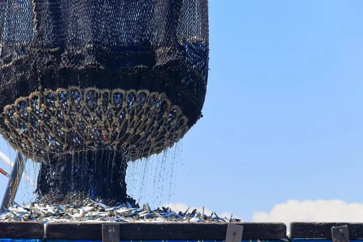 賞晨曦海鮮滿喫 千葉縣銚子市一日輕旅行