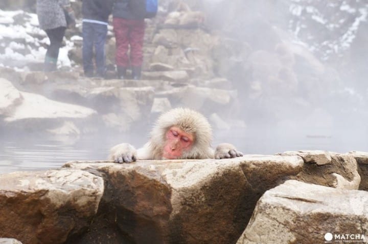 Snow monkeys