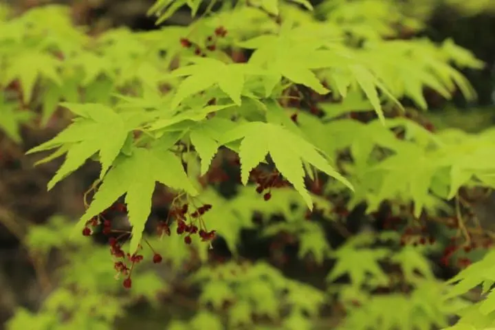 コナン『から红の恋歌』ロケ地13