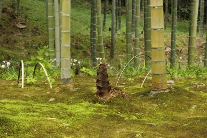 コナン『から红の恋歌』ロケ地17