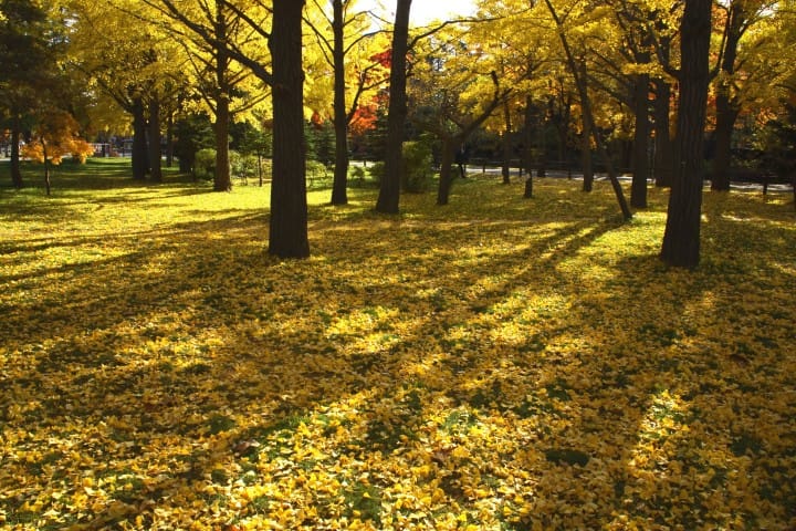 銀杏