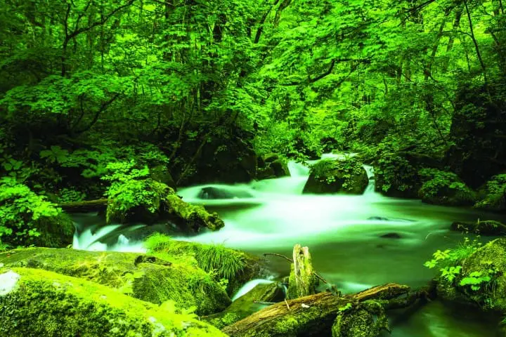 最遺世而立 – 青森奧入瀨溪流