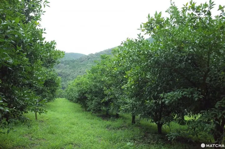 10 Things to do in Kochi Prefecture