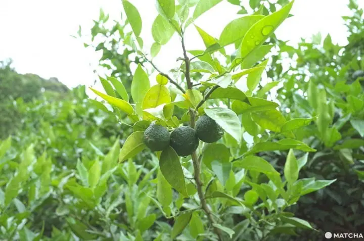 10 Things to do in Kochi Prefecture