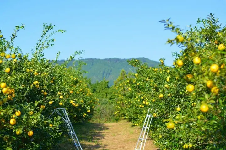 KitKat Meets BIJOFU Yuzu Sake Made In Kochi Prefecture