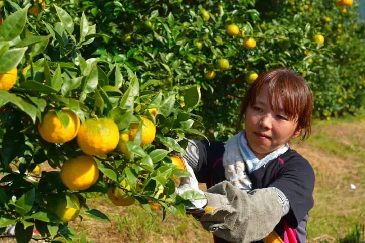 KitKat Meets BIJOFU Yuzu Sake Made In Kochi Prefecture