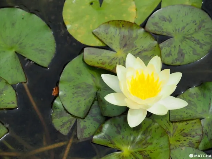 常春藤廣場飯店 莫內睡蓮
