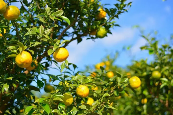 Yuzu Sake KitKat - A New Flavor Experience