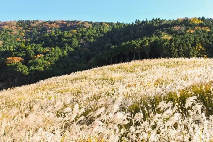 susuki fields hakone