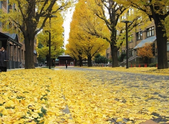 東京巨蛋_東京巨蛋樂園_東京巨蛋城_東京大學銀杏