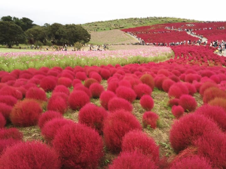 kochia