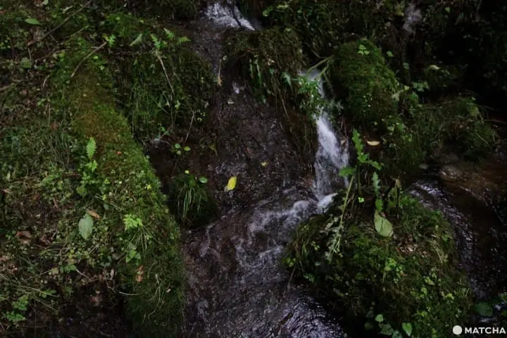 【大分县】天然涌出的碳酸气泡水，白水矿泉-碳酸水溪流