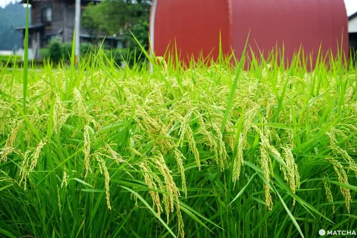 2 Days In Tokamachi, Niigata's Art Town: Farm-to-Table Meals And Outdoors