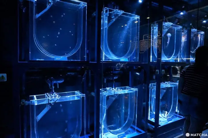 墨田水族館昭和風金魚展 魚兒悠遊目不暇給