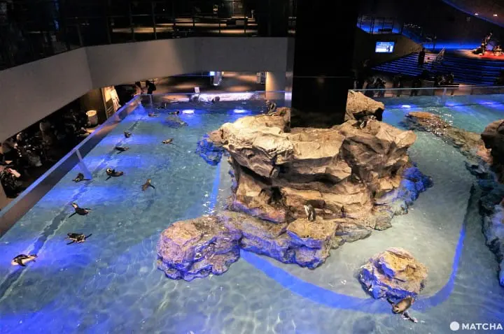 墨田水族館昭和風金魚展 魚兒悠遊目不暇給